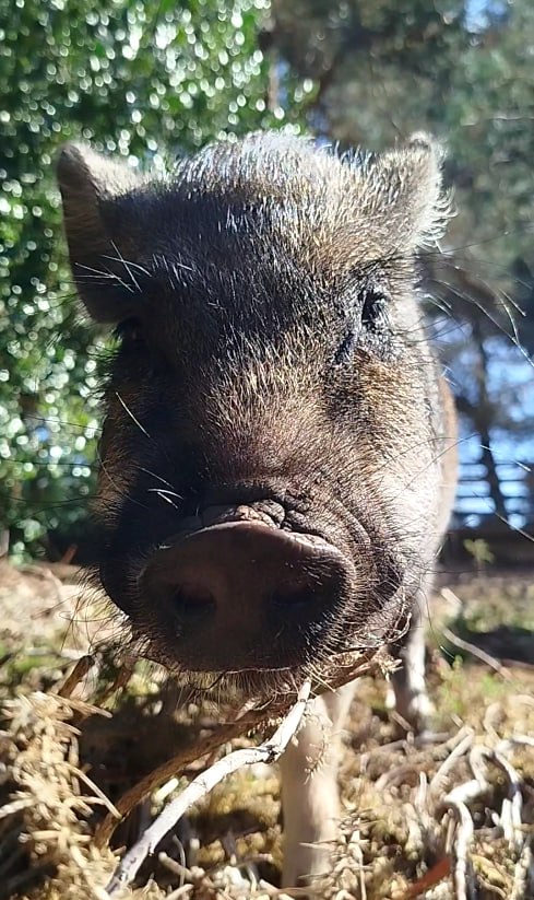 Sanctuary pig