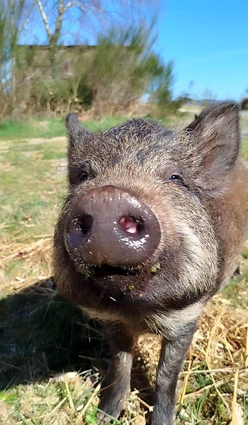 Sanctuary pig