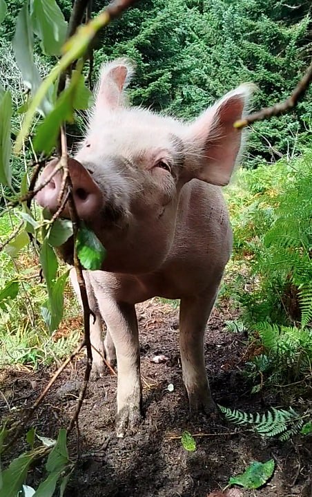 Sanctuary pig